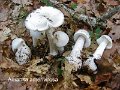 Amanita amerivirosa-amf2217